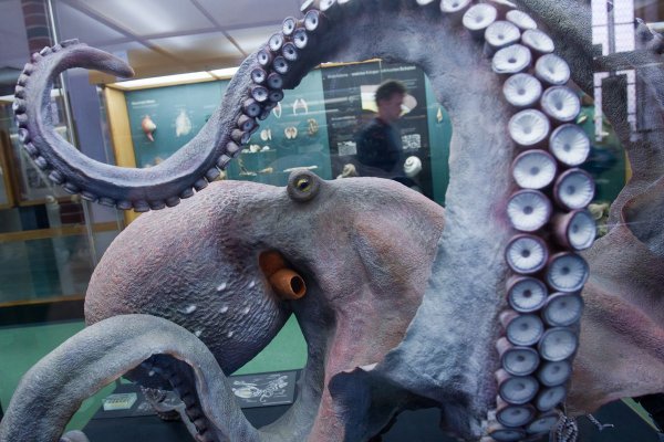 Kraken 24 at